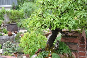 Penjing Garten 05