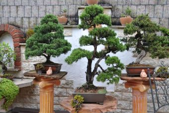 Penjing Garten  06