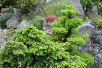 Penjing Garten 24