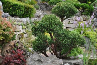 Penjing Garten 27